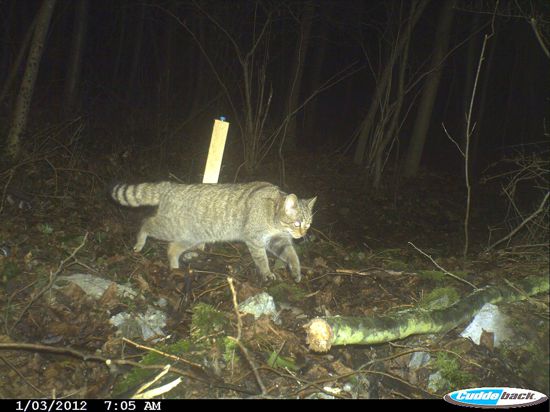 Dafür sind Wildtierkameras gemacht – um Waldbewohner in ihrer natürlichen Umgebung aufzunehmen. Hier hat sich eine Wildkatze ins Bild geschlichen.