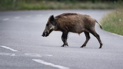 Ein Wildschwein läuft über eine Straße. Mehrere Wildschweine sind in der Nacht zum Freitag auf der Autobahn 1 bei Zusammenstößen mit einem Lastwagen und einem Auto verendet. Einige Tiere aus der Rotte hätten überlebt und seien geflüchtet, sagte ein Polizeisprecher. +++ dpa-Bildfunk +++