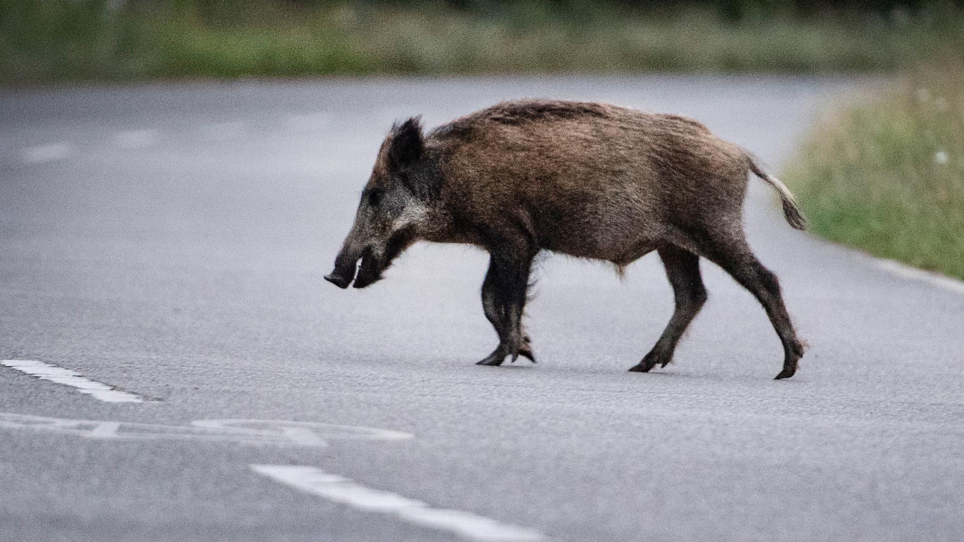 Wildschweine und andere Wildtiere auf den Straßen sorgen immer wieder für Unfälle. Nach einer tödlichen Kollision bei Gaggenau gibt die Polizei wichtige Tipps. 