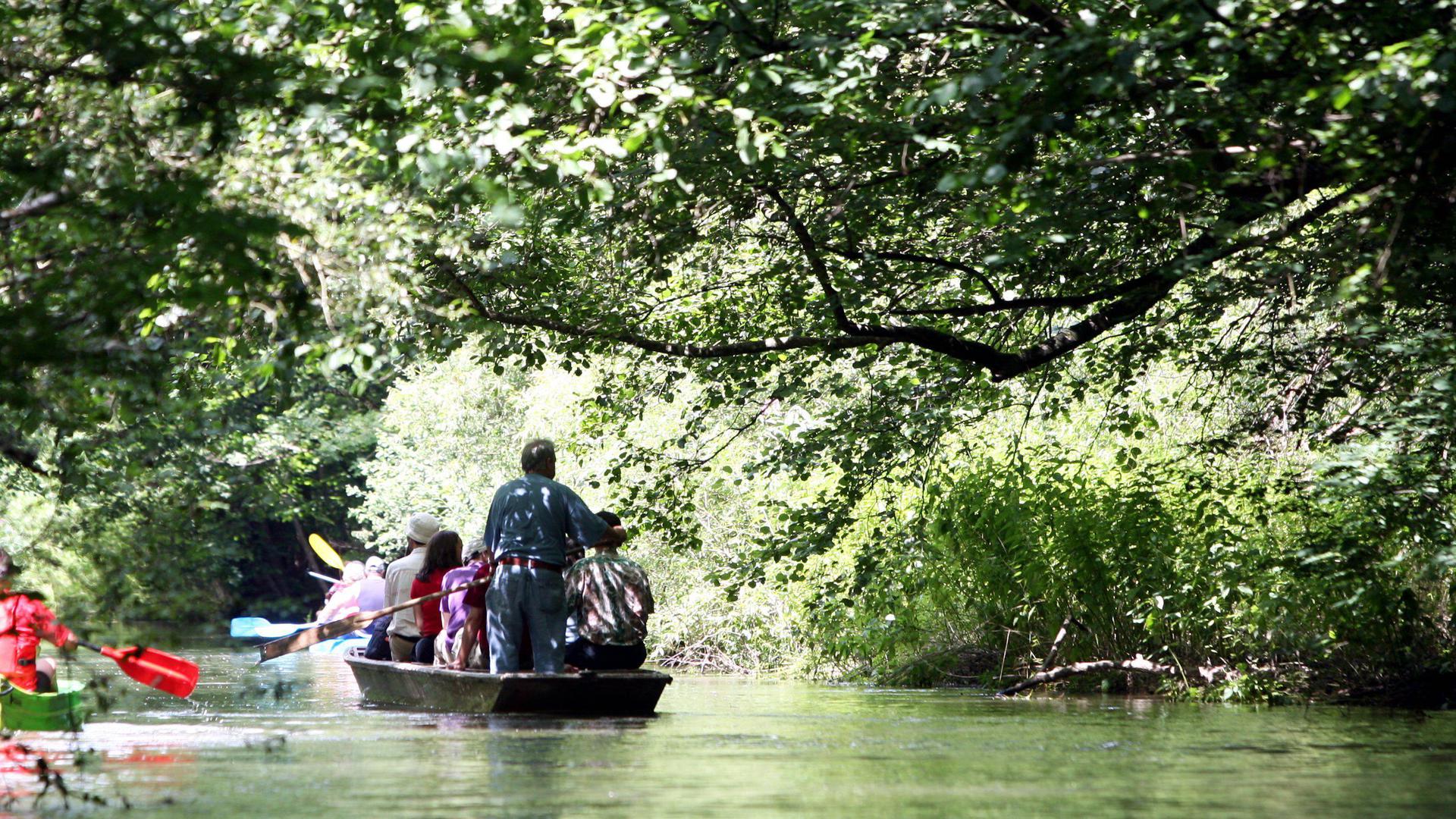 Ein Bootsfahrer mit einem traditionellen Holzboot führt eine Touristengruppe durch die Gewässer des Taubergießen bei Rust. 