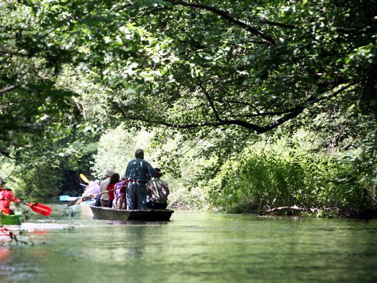 Ein Bootsfahrer mit einem traditionellen Holzboot führt eine Touristengruppe durch die Gewässer des Taubergießen bei Rust. 
