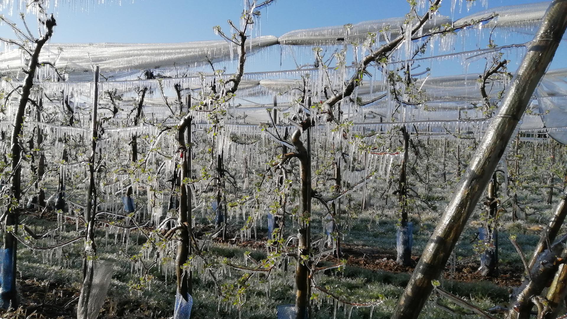 Die Frostschutzberegnung im Obstbau erfordert große Wassermengen in einem engen Zeitfenster 