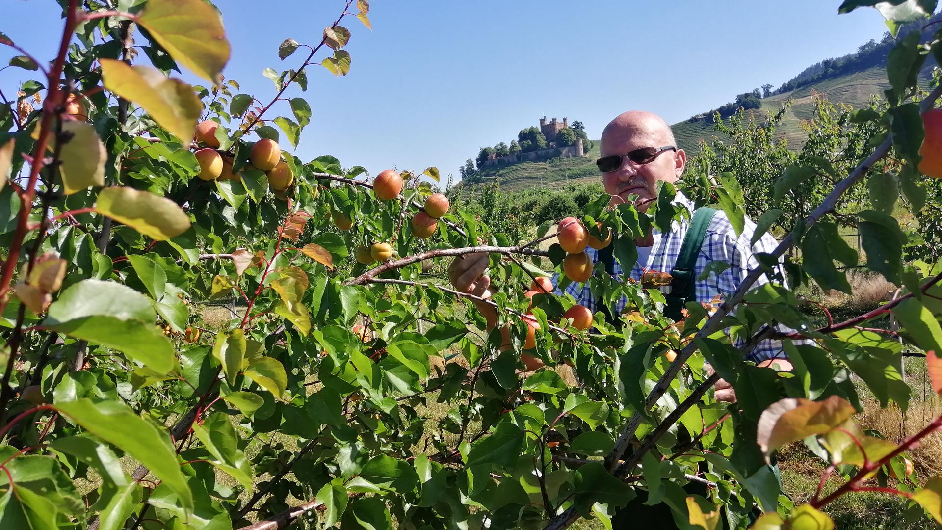 Für den Ortenberger Obstbauer Erich Kiefer beginnt derzeit die Aprikosenernte