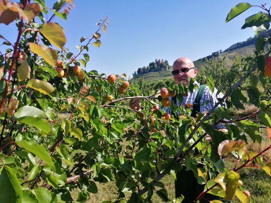Für den Ortenberger Obstbauer Erich Kiefer beginnt derzeit die Aprikosenernte