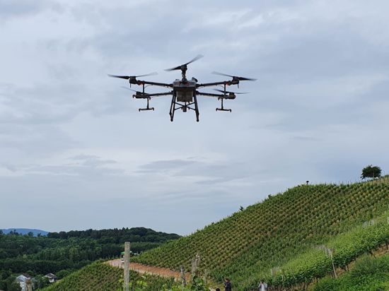 Drohne für den Pflanzenschutz über den Durbacher Reben.