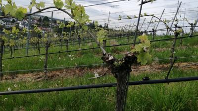 Im Weinbau immer häufiger zu sehen: Tropfbewässerungsschläuche zur effizienten Wasserversorgung