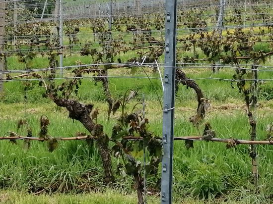 So zeigen sich viele Rebbestände nach dem 23. April. Die Totalschäden liegen im Ortenauer Weinbau, je nach Gemarkung zwischen 20 bis 70 Prozent.