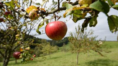Äpfel sind auf einer Wiese mit Streuobstbäumen zu sehen. (zu dpa: «Schwörtagstraditionen und Streuobstanbau nun Kulturerbe») +++ dpa-Bildfunk +++