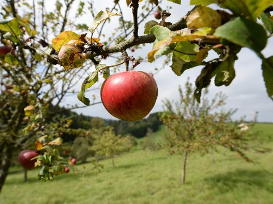 Äpfel sind auf einer Wiese mit Streuobstbäumen zu sehen. (zu dpa: «Schwörtagstraditionen und Streuobstanbau nun Kulturerbe») +++ dpa-Bildfunk +++