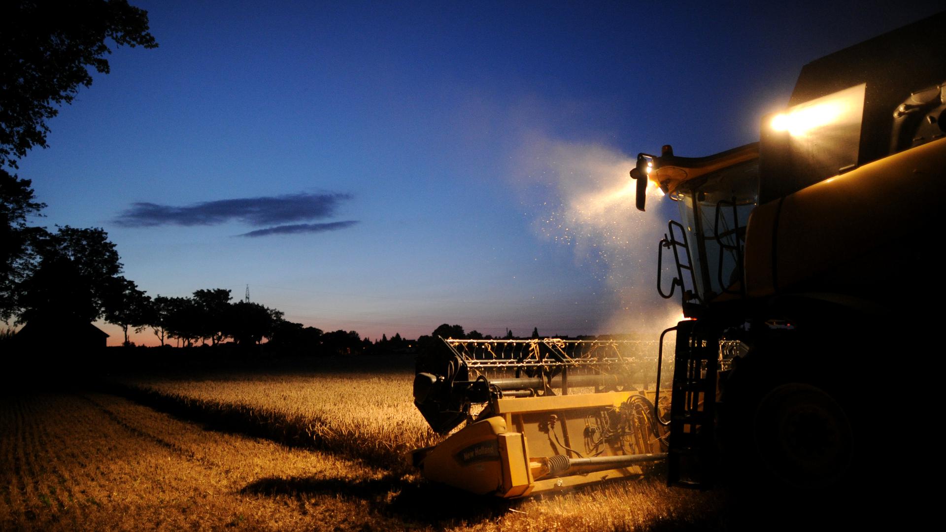 Ein Mähdrescher erntet in der Abenddämmerung Weizen auf einem Feld.