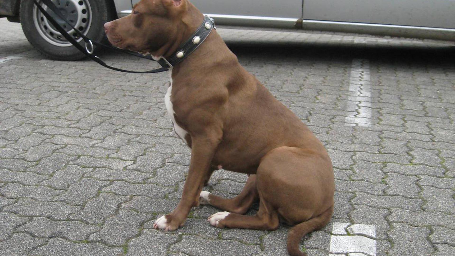 American-Staffordshire-Terrier von der Polizei beschlagnahmt14.04.2010, BZ - OFB: Diese zwei beschlagnahmten Hunde müssen ins Tierheim. Polizei