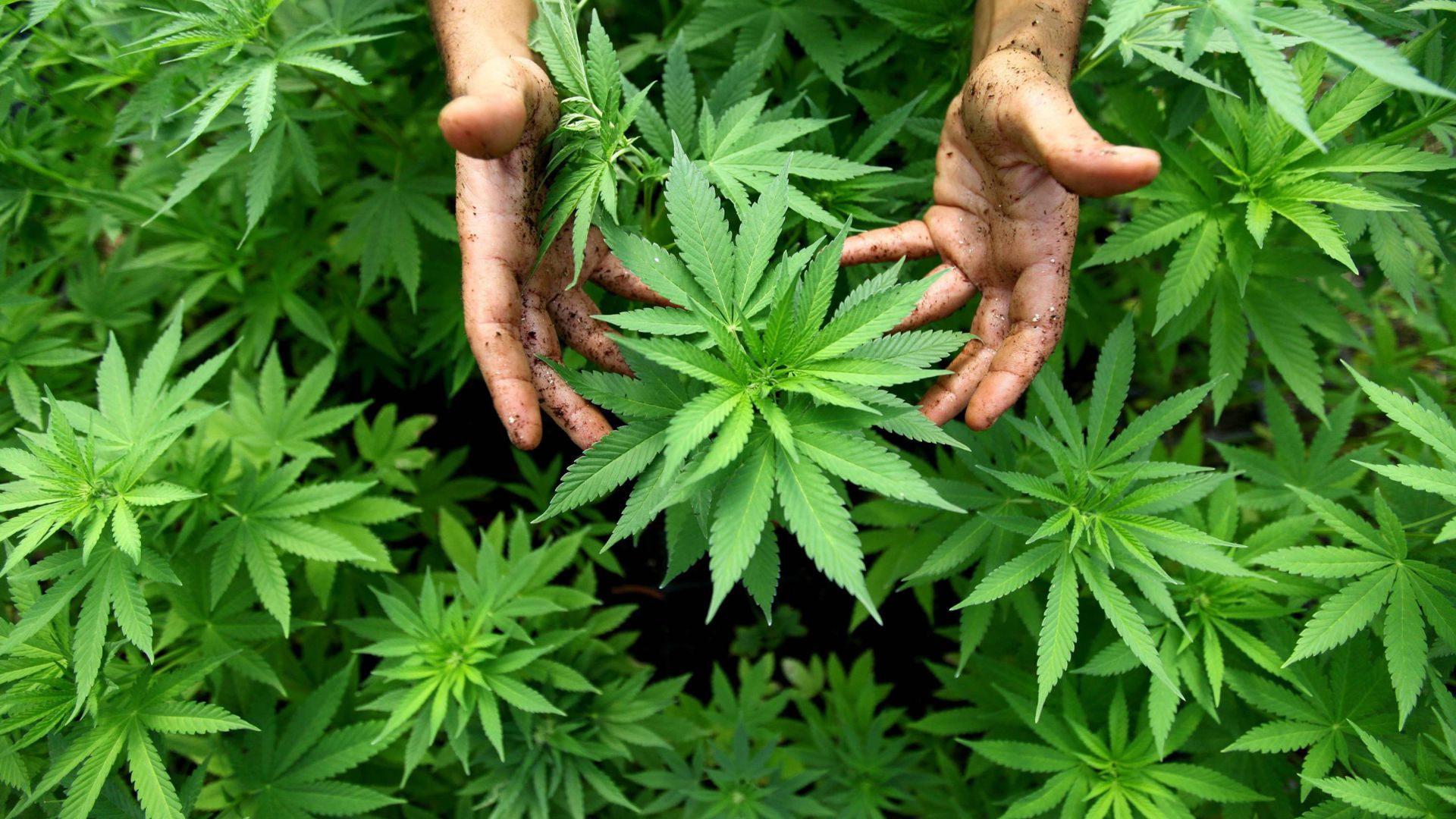 ARCHIV - 31.08.2010, Israel, Safed:  Hanf-Pflanzen wachsen in einer Cannabis-Plantage.  (zu dpa "Israels Cannabis-Branche in den Startlöchern - Doch Regierung bremst" vom 10.04.2018) Foto: ABIR SULTAN/dpa +++(c) dpa - Bildfunk+++ | Verwendung weltweit