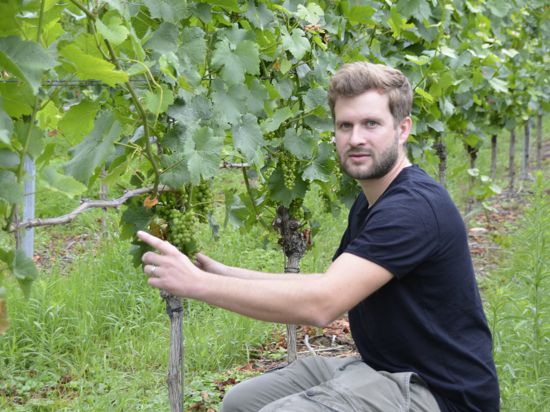  Weinbauberater Johannes Werner vor einem Rebstock, der, frostbedingt, nur wenige Trauben hat, links die leere Rute.
