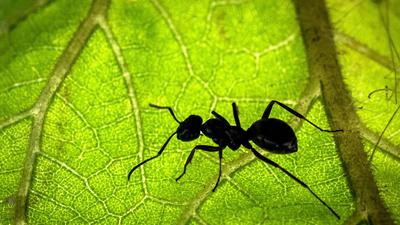 Eine Ameise sitzt auf der Unterseite eines Blattes. 