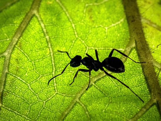 Eine Ameise sitzt auf der Unterseite eines Blattes. 