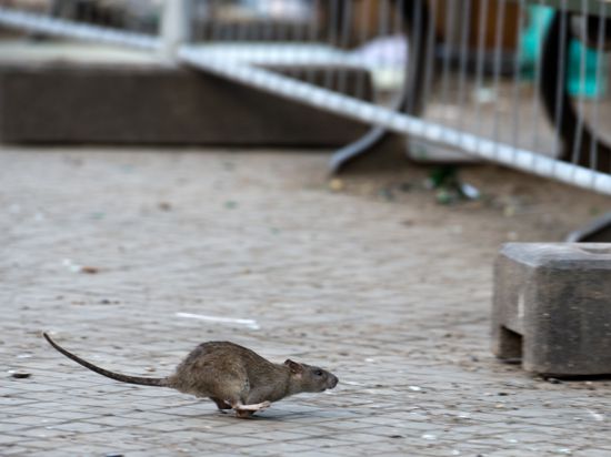 Eine Ratte läuft, aufgeschreckt durch die Aufräumarbeiten der Berliner Stadtreinigung (BSR), am Oranienplatz. Ein Parasit, der einst vor allem in Asien verbreitet war, hat sich ausgebreitet. Der Parasit vermehrt sich in den Lungen von Ratten, verbreitet sich über Schnecken, kann Menschen befallen und schlimmstenfalls töten. +++ dpa-Bildfunk +++