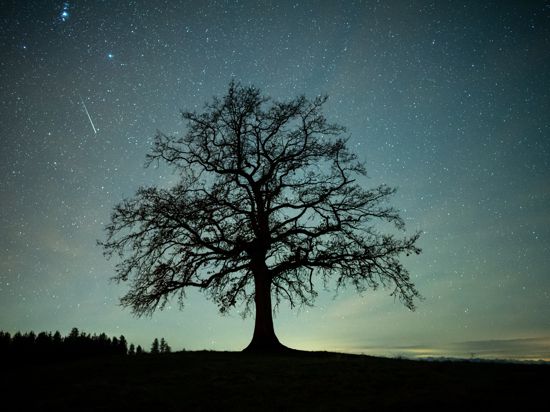 Eine Sternschnuppe ist während des Geminiden-Meteteorstroms am Sternenhimmel über einem Baum zu sehen. Die Geminiden sind der stärkste Meteorstrom des Jahres.