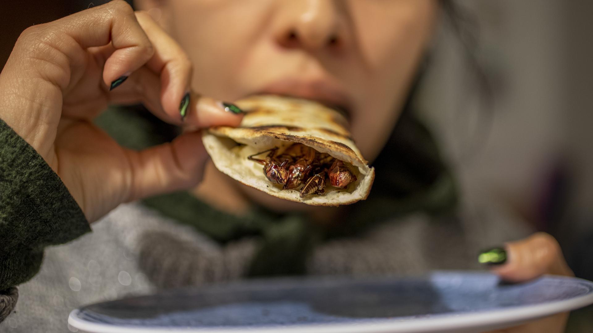 Eine Frau kostet eine Quesadilla mit Wanderheuschrecken auf einem Markt. In der mexikanischen Küche kommen Insekten sehr oft, und zwar in Pulverform, getrocknet, gefroren, mit und ohne Flügeln oder Beinen. 