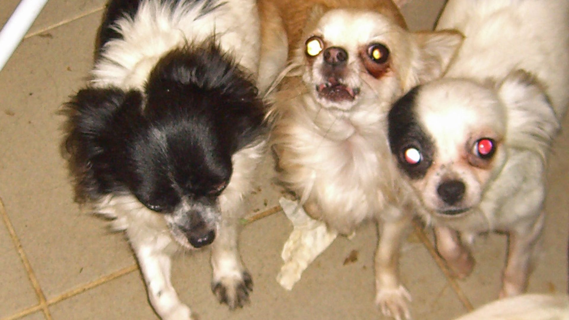 Polizei befreit 37 Tiere, darunter 26 Chihuahuas aus Wohnung in Sasbach *** Local Caption *** ABB 23. September 2011