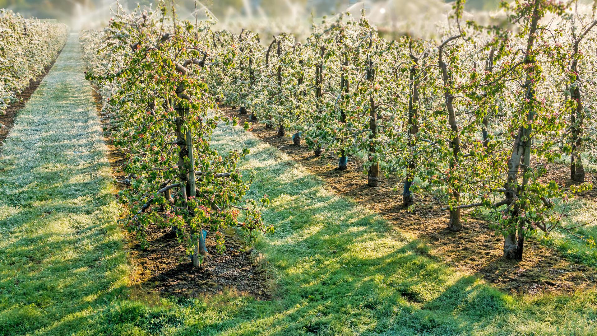 Um Frostschäden vorzubeugen, werden gerade Apfelbäume vor kalten Nächten beregnet. Die Blüten werden so in eine schützende Eisschicht gehüllt. Foto: Basler