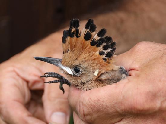 Der Wiedehopf wird Vogel des Jahres 2022. Was macht das Projekt zur Neuansiedlung in der nördlichen Ortenau?