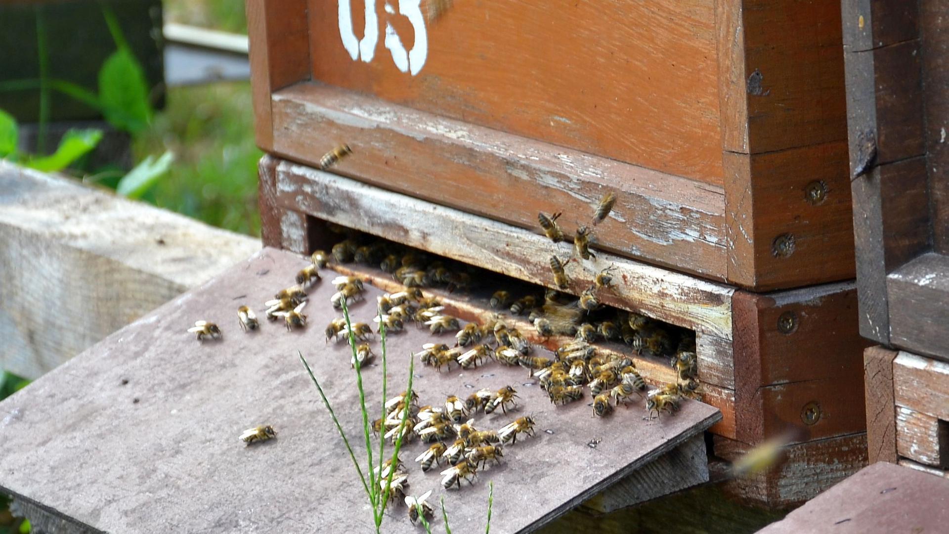 Bienen vor dem Einflugsloch ihres Stocks