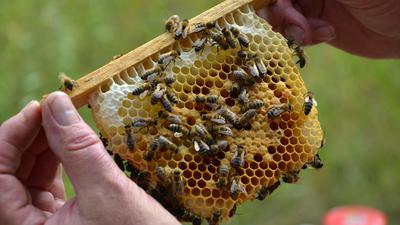 Bienen-Jungvolk auf einem Rahmen mit Waben