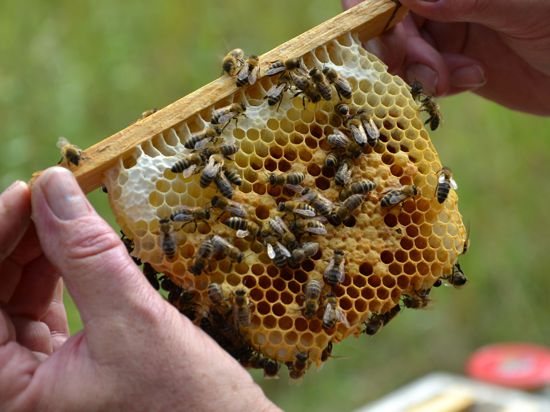Bienen-Jungvolk auf einem Rahmen mit Waben