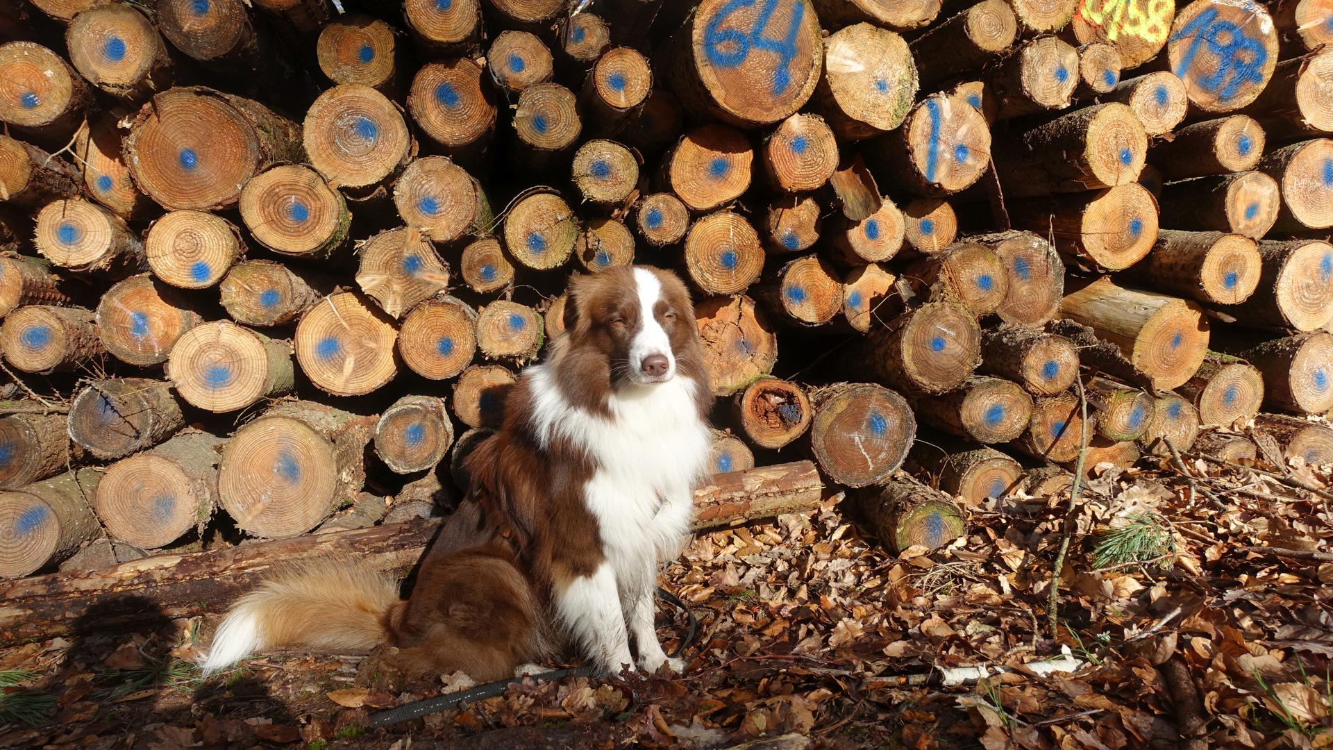 Hund vor Holzpolter