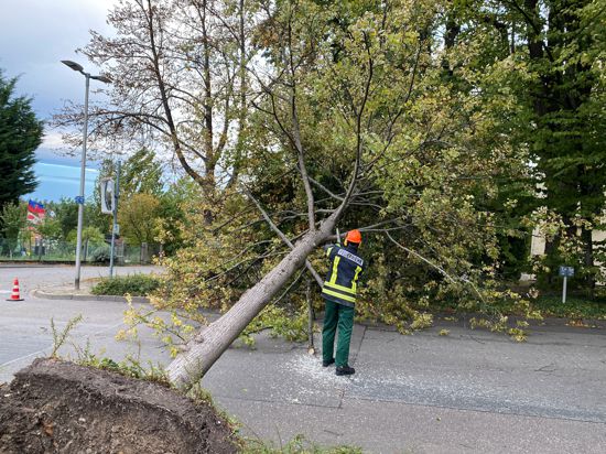 Ein umgestürzter Baum blockierte in der Antoniusstraße in Oberachern die ganze Fahrbahn