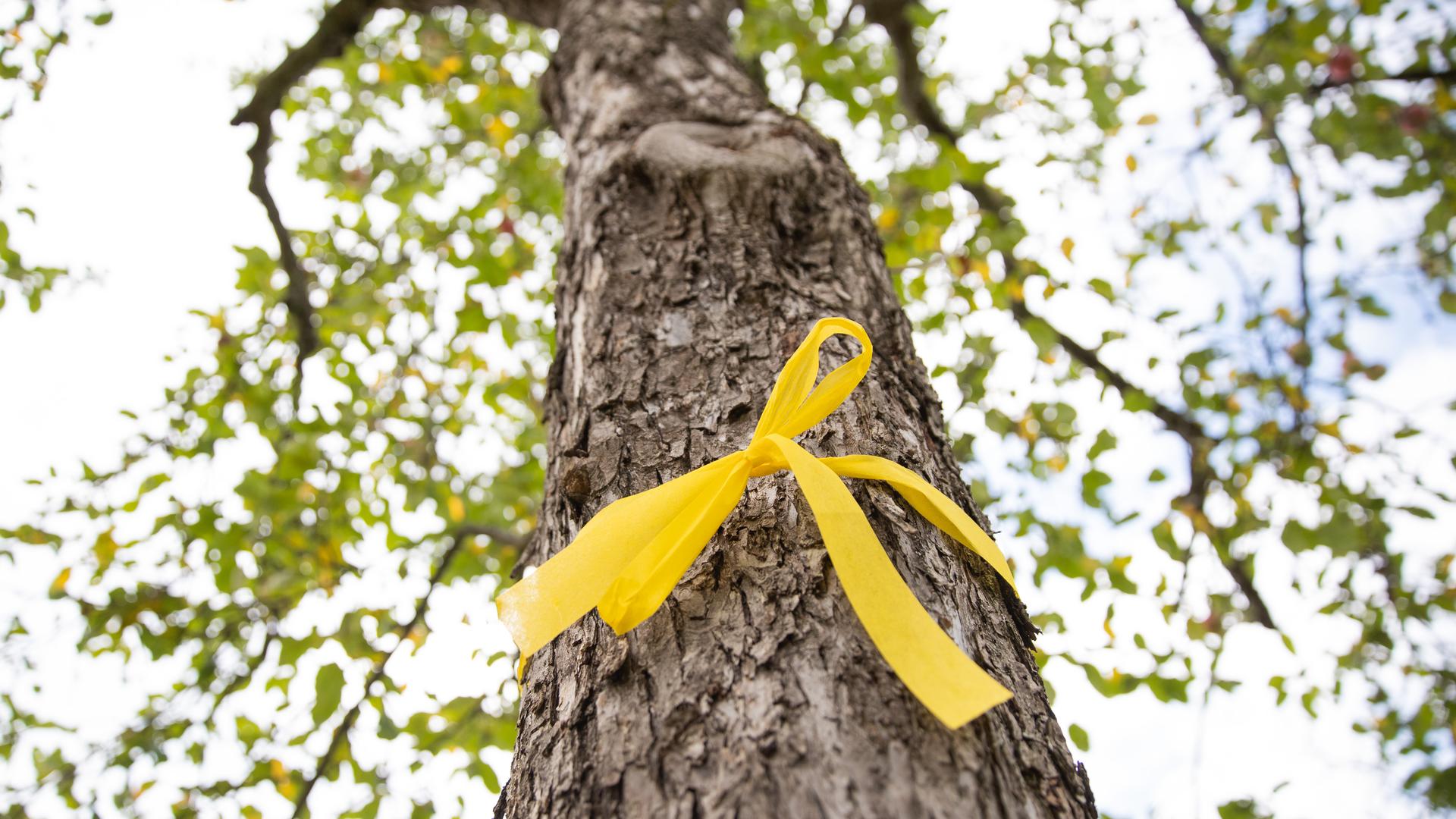 Ein Obstbaum steht mit einem gelben Band um den Stamm gebunden auf einer Streuobstwiese. 