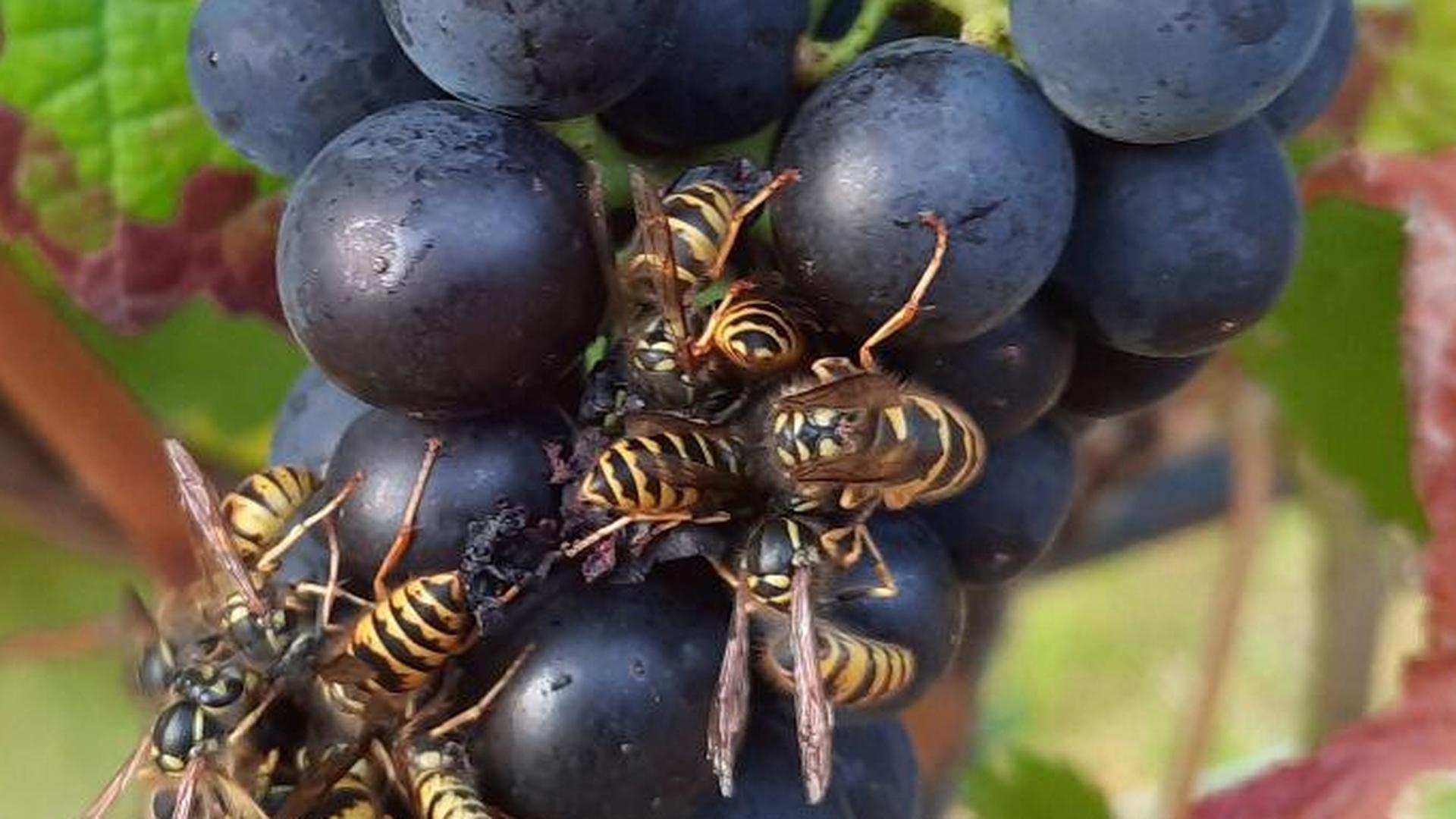 Mehrere Wespen machen sich über die Trauben her 