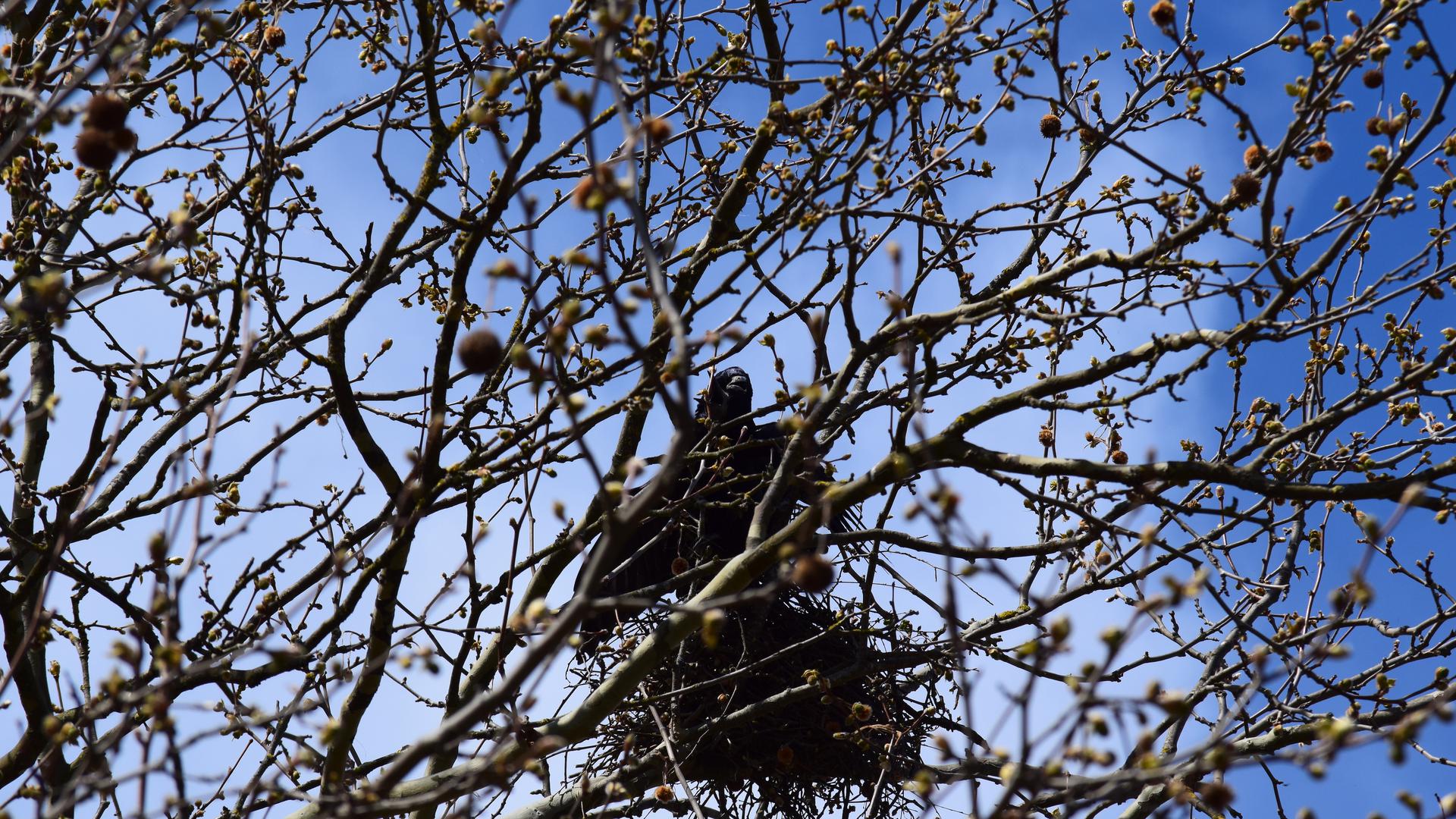 Im dichten Geäst einer Baumkrone lugt ein schwarzer Vogel aus seinem Nest.