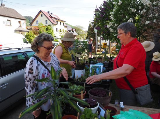 Beim Pflanzentag in Insul verteilten die Landfrauen des Bezirks Achern Pflanzen an Flutbetroffene. 