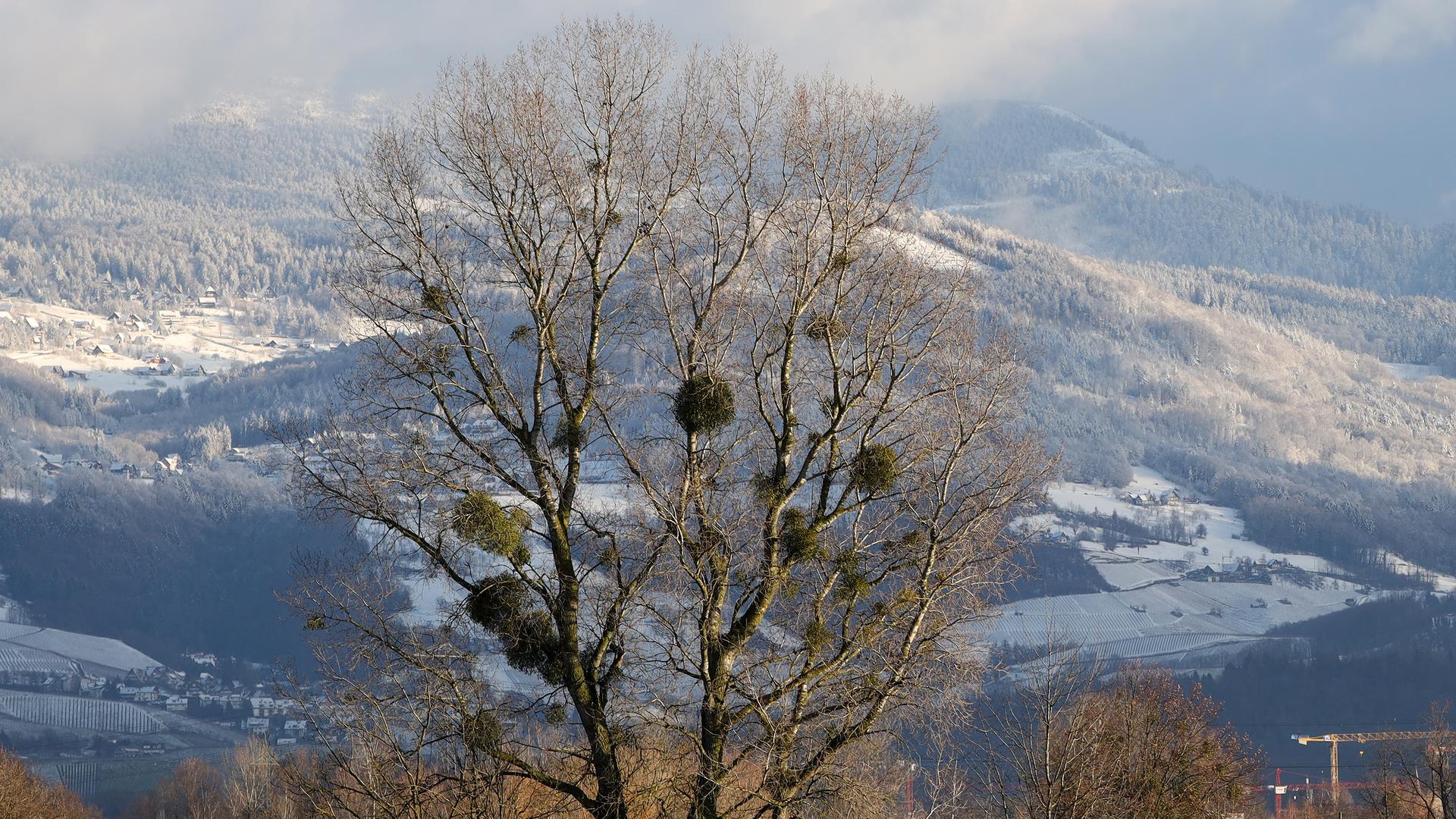Kugelrund im kahlen Baum: Gerade im Winter wirken die Misteln wie übergroße Vogelnester - hier fotografiert zwischen Gamshurst und Wagshurst.