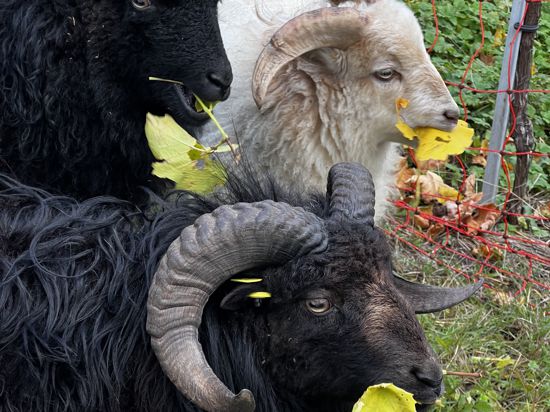 Ein Quessant-Schaf in Oberachern frisst Weinblätter.