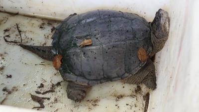 Schnappschildkröte von Oberachern von Feuerwehr gefangen