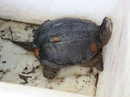 Schnappschildkröte von Oberachern von Feuerwehr gefangen