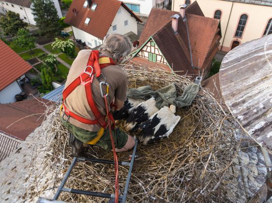 Ruhig und konzentriert: Der als Storchenvater bekannte Gérard Mercier arbeitet in einem Nest in Önsbach. 