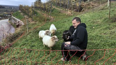 Stephan Männle und seine Schafe am Oberacherner Bienenbuckel.