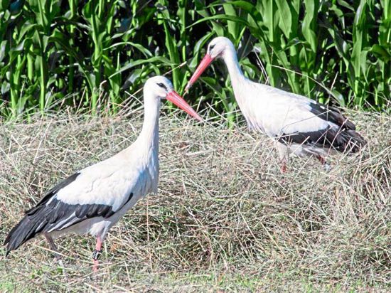 Der Nistplatz ist weg: Ein Storchenpaar sucht bei Rheinau-Honau im frisch geschnittenen Gras nach Futter. Die Stelzvögel stehen unter strengem Naturschutz.