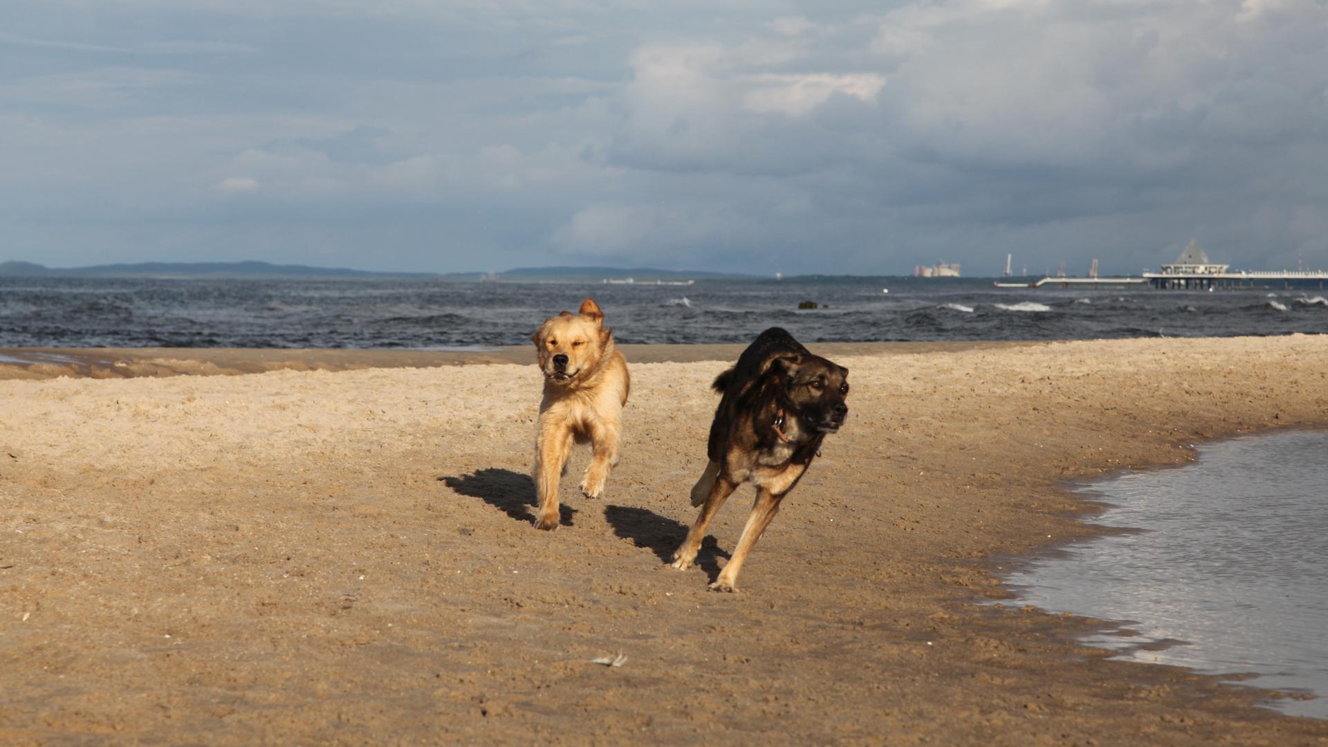 Zwei Hunde laufen am Strand