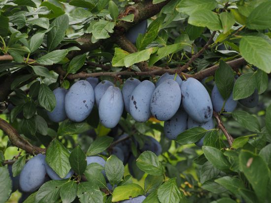 Zwetschgen am Baum: Die Bühler Frühzwetschge brachte den Obstbauern einst Wohlstand. Sie geriet dann aus der Mode und könnte nun eine Renaissance
