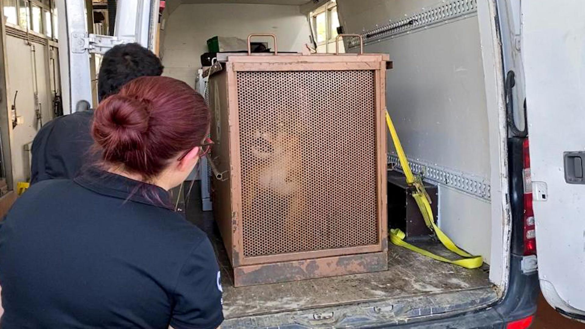 Die Löwin befand sich in einer gesicherten Box.