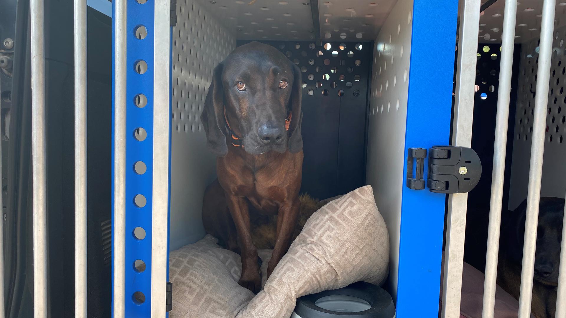 Ein Polizeihund sitzt in einer Transportbox