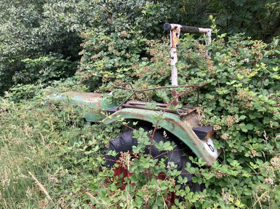 Ein alter Traktor steht, von Brombeeren überwuchert, auf einem verwilderten Grundstück bei Ottersweier-Haft