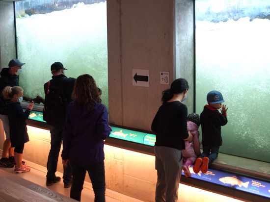 Im Besucherzentrum werden die aufsteigenden Fische mit Interesse beobachtet und auch mal im Bild festgehalten