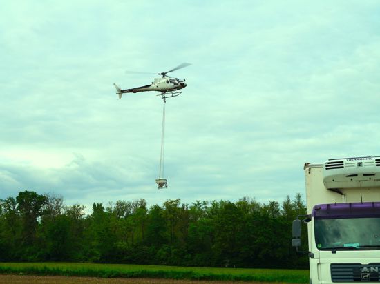 Helikoptereinsatz im Auwaldgebiet nördlich von Rheinau-Freistett. Immer wieder steigt die Maschine auf um den bakteriellen Wirkstoff BTI über den Brutstätten der Stechmücken auszubringen. Dazu wird das Granulat aus dem Behälter unter dem Helikopter zielgenau abgelassen