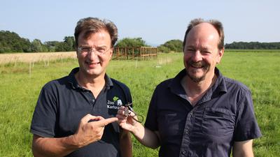 Vogelexperten unter sich: Der Karlsruher Zoo-Direktor Matthias Rheinschmidt (links) und Martin Boschert vom Büro Bioplan Bühl zeigen einen der Sender. Dieser übermittelt aufschlussreiche Daten über den Großen Brachvogel.