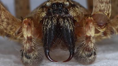 Kräuseljagdspinne, auch Nosferatu-Spinne genannt